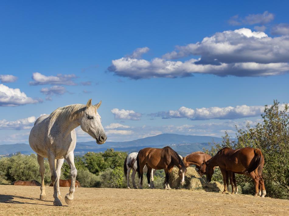 Horses in a field eating hay under a clear and cloudy sky.